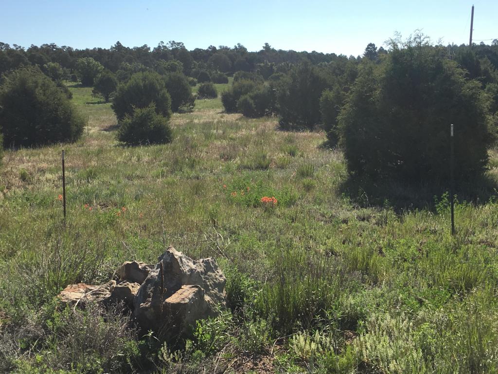 Sierra Farm Rd &amp; Sierra Rose Lane, Tijeras, NM 87059