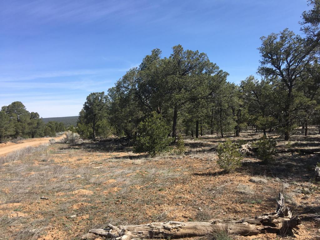 Lot 274 Pine Meadows Ranch Unit 4, Ramah, NM 87321