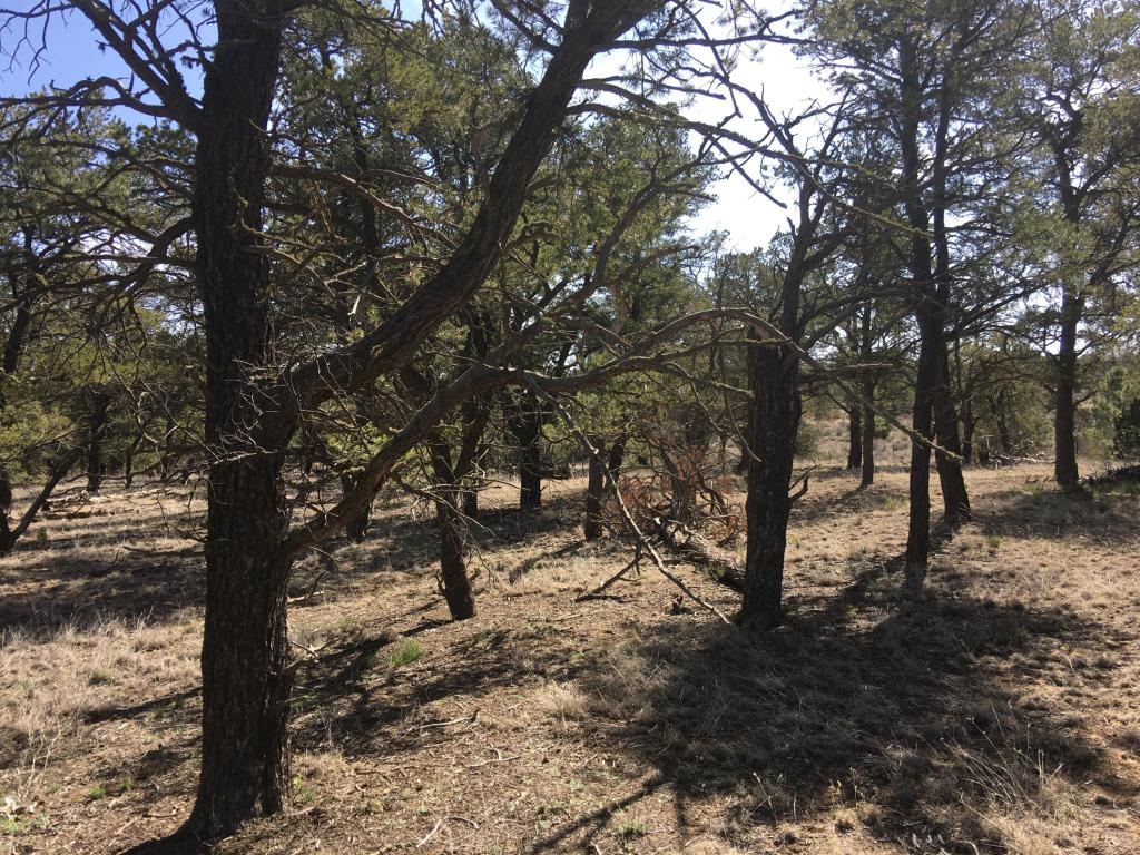 Lot 274 Pine Meadows Ranch Unit 4, Ramah, NM 87321