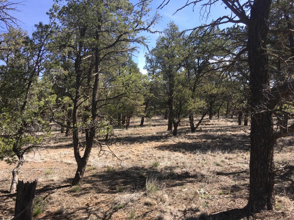 Lot 274 Pine Meadows Ranch Unit 4, Ramah, NM 87321