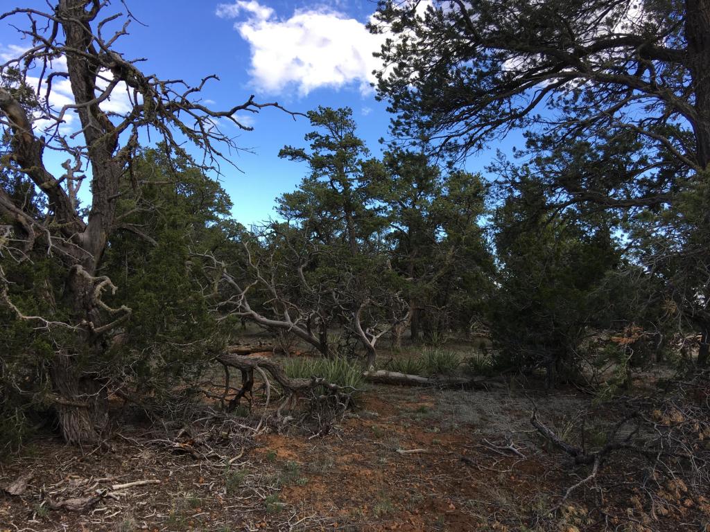 628 Pine Meadows Unit 4, Ramah, NM 87321