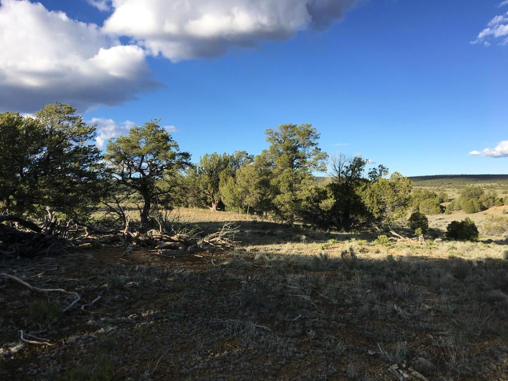 Lot 114 Pine Meadows Ranch Unit 3, Ramah, NM 87321
