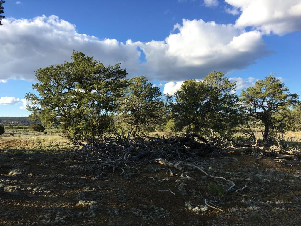 Lot 114 Pine Meadows Ranch Unit 3, Ramah, NM 87321