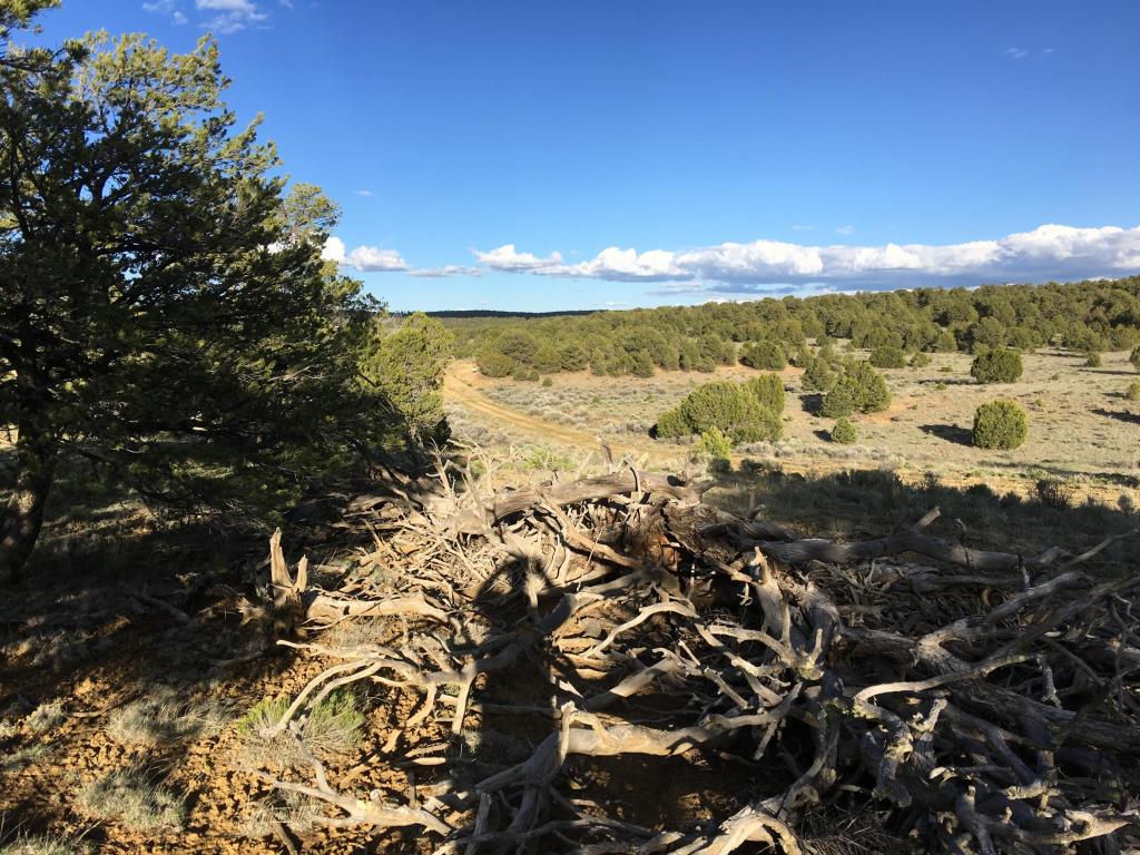 Lot 114 Pine Meadows Ranch Unit 3, Ramah, NM 87321