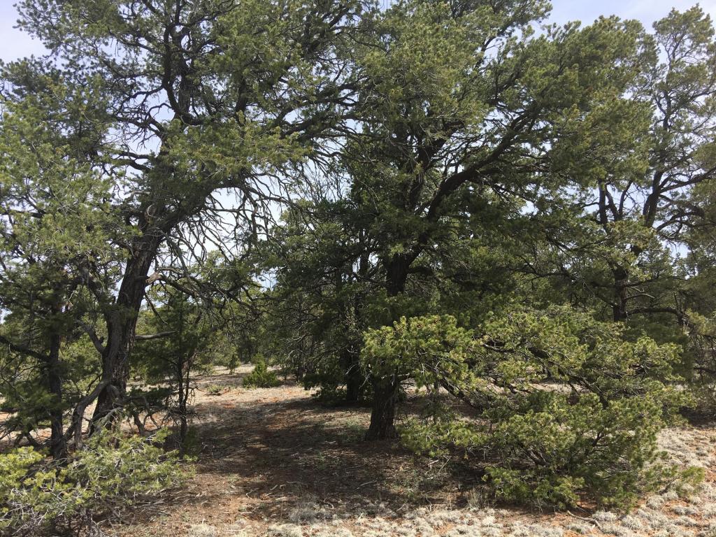 Lot835-836 Pine Meadows Ranch Unit 4, Ramah, NM 87321
