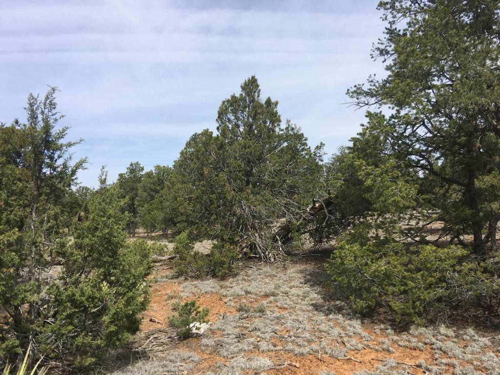 Lot835-836 Pine Meadows Ranch Unit 4, Ramah, NM 87321