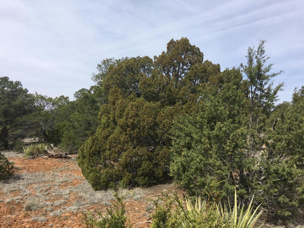 Lot835-836 Pine Meadows Ranch Unit 4, Ramah, NM 87321