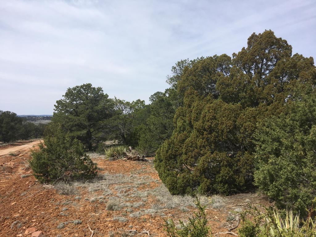 Lot835-836 Pine Meadows Ranch Unit 4, Ramah, NM 87321