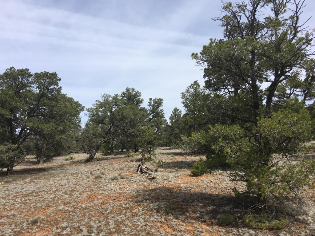 Lot835-836 Pine Meadows Ranch Unit 4, Ramah, NM 87321