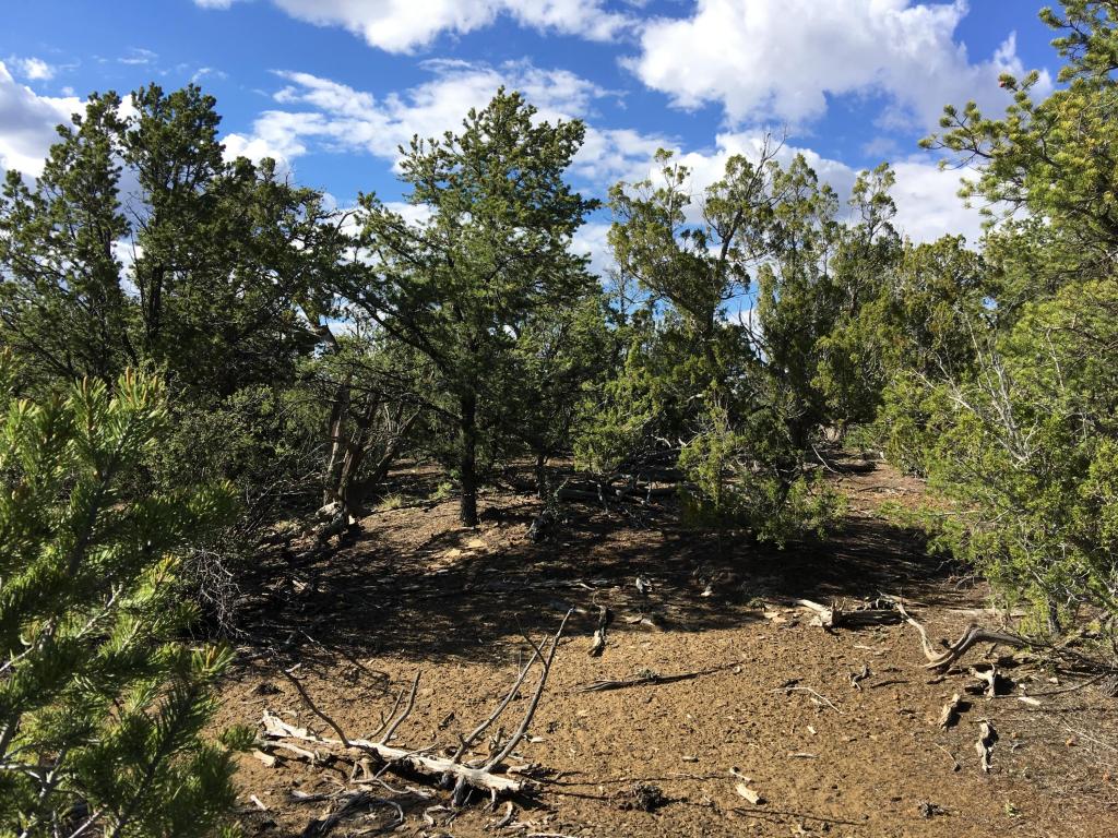 Lot 11 Bear Valley Road, Ramah, NM 87321