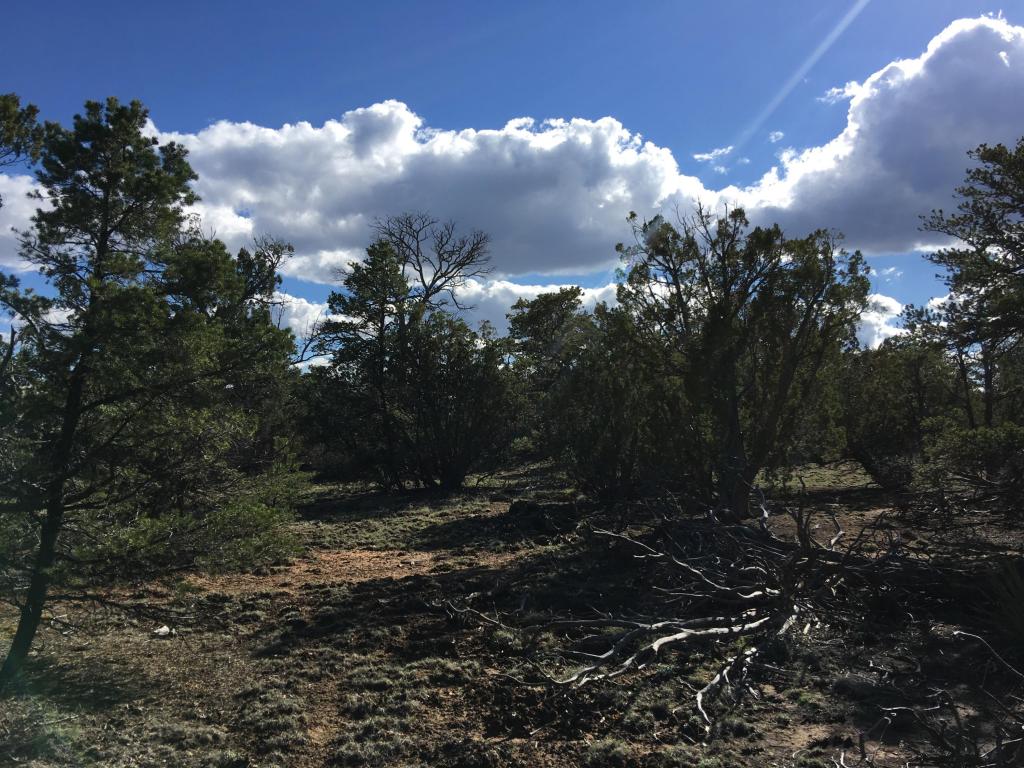 Lot 11 Bear Valley Road, Ramah, NM 87321
