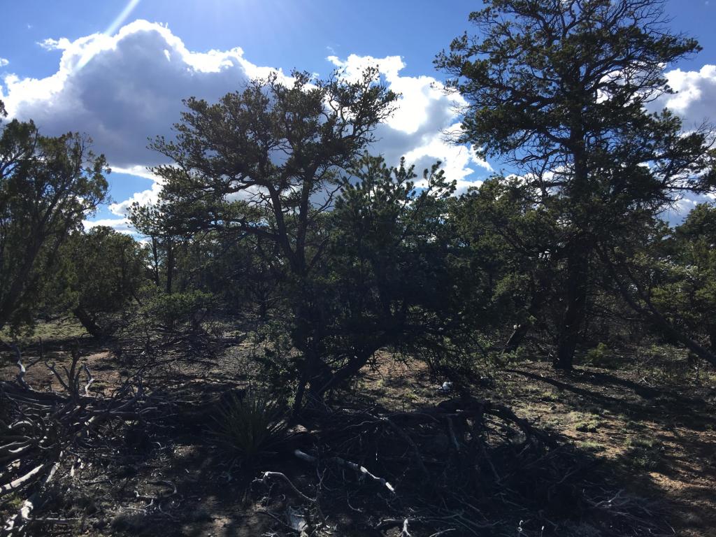Lot 11 Bear Valley Road, Ramah, NM 87321