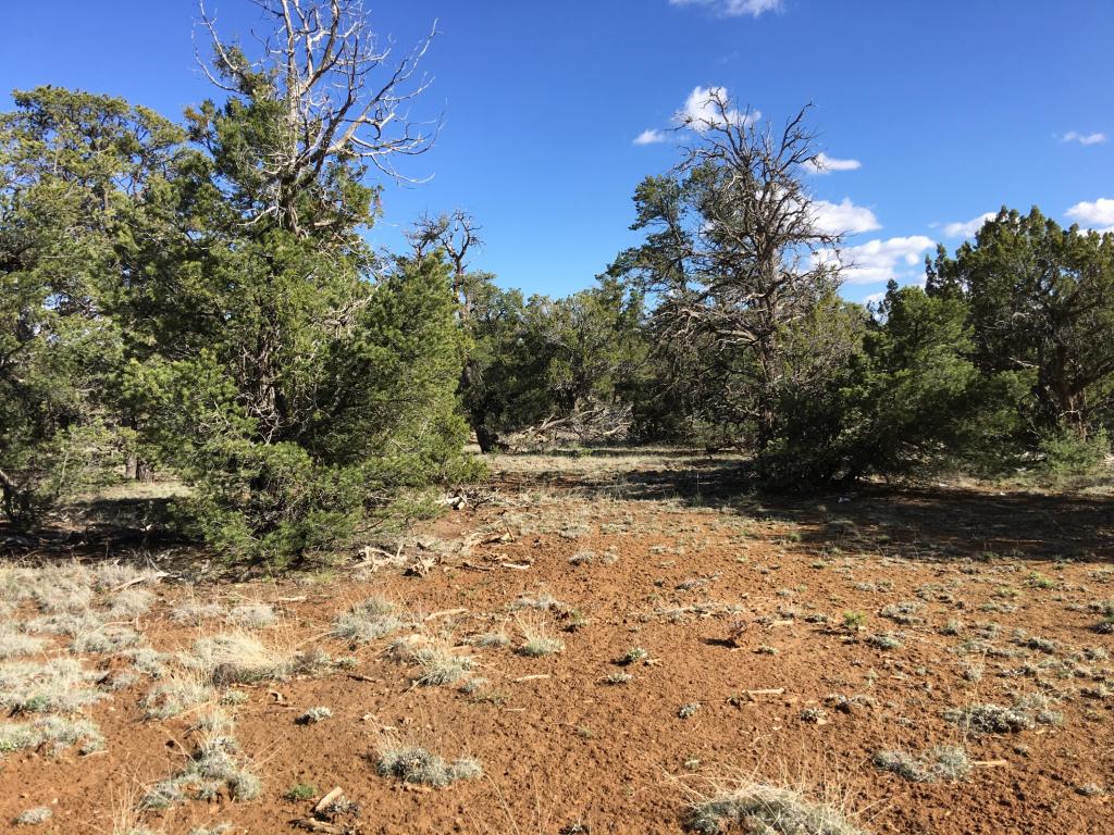 Lot 11 Bear Valley Road, Ramah, NM 87321