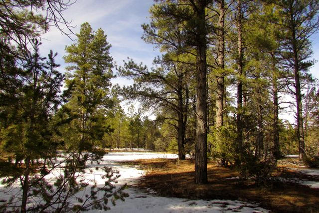 Lot 6 Cottonwood Drive, Ramah, NM 87321
