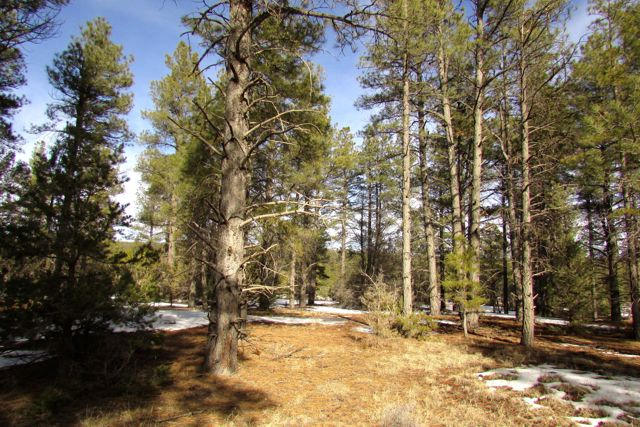 Lot 6 Cottonwood Drive, Ramah, NM 87321