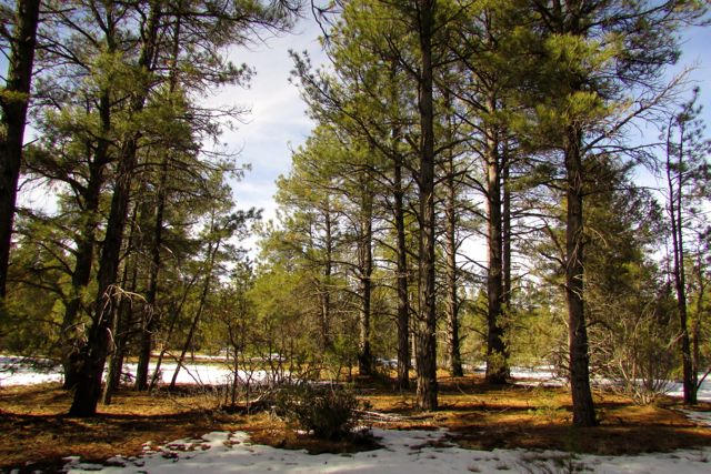 Lot 6 Cottonwood Drive, Ramah, NM 87321