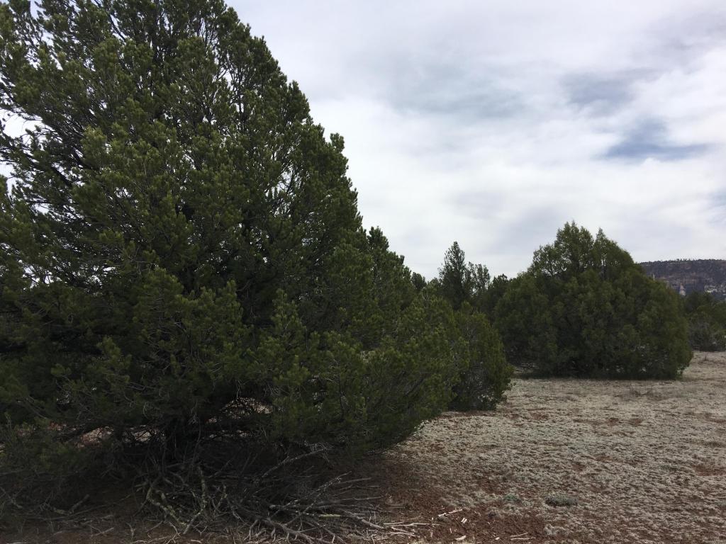 Lot 5 Ash Drive, Ramah, NM 87321