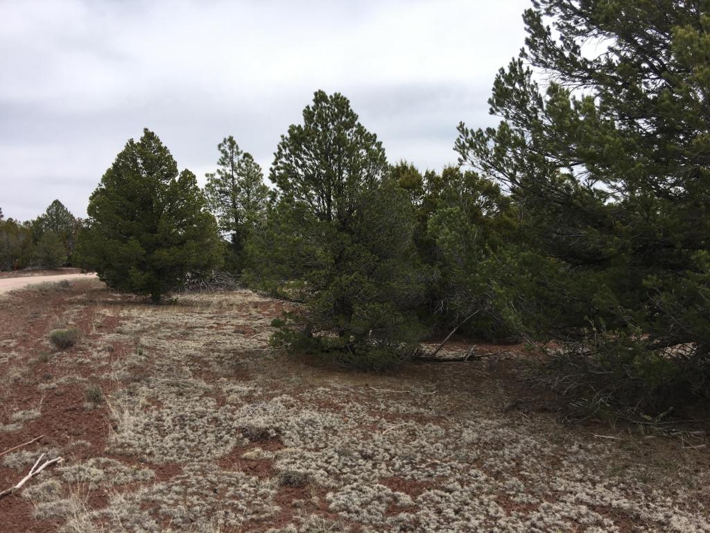 Lot 5 Ash Drive, Ramah, NM 87321