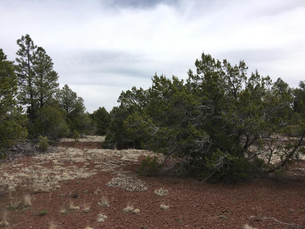 Lot 5 Ash Drive, Ramah, NM 87321