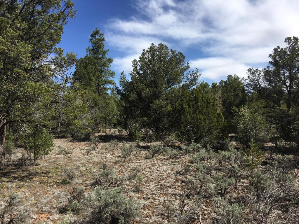 Lot 41 Elk Drive, Ramah, NM 87321