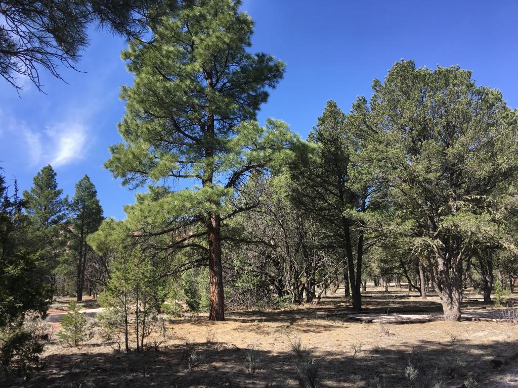 Lot 41 Elk Drive, Ramah, NM 87321