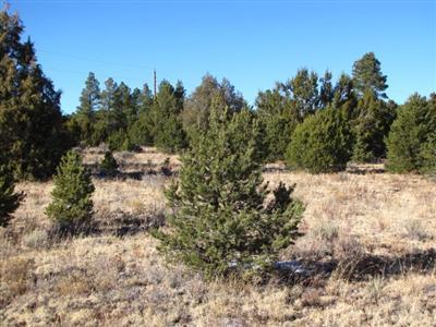 Lot 16 Buttonwood Drive, Ramah, NM 87321
