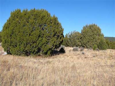 Lot 16 Buttonwood Drive, Ramah, NM 87321