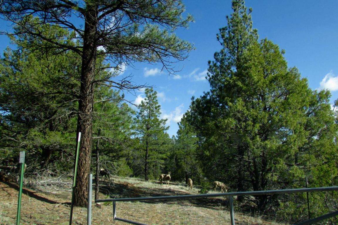 Lot 12 Culebra Road, Ramah, NM 87321