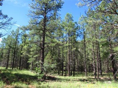 Lot 7 Halcon Road, Ramah, NM 87321