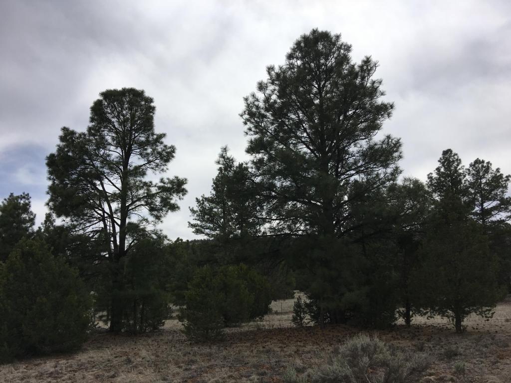807 Timberlake Road, Ramah, NM 87321