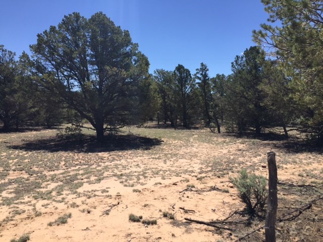 ... Forest service rd 556, Carson, NM 87517