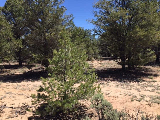 ... Forest service rd 556, Carson, NM 87517