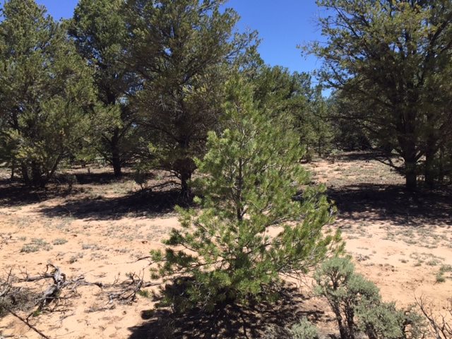... Forest service rd 556, Carson, NM 87517