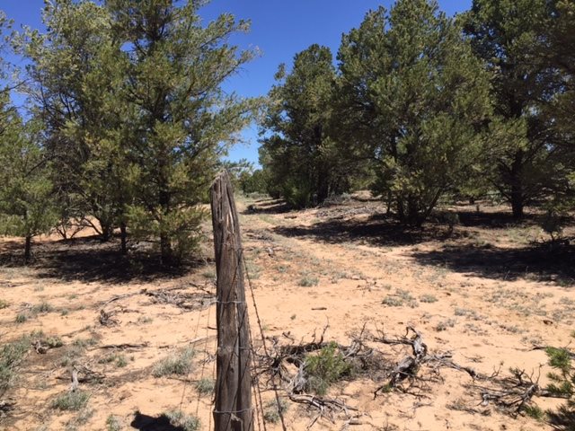 ... Forest service rd 556, Carson, NM 87517