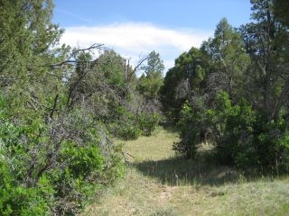 Unit 6, Tract 13, Ponderosa, Chama, NM 87520