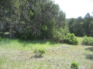 Unit 6, Tract 13, Ponderosa, Chama, NM 87520
