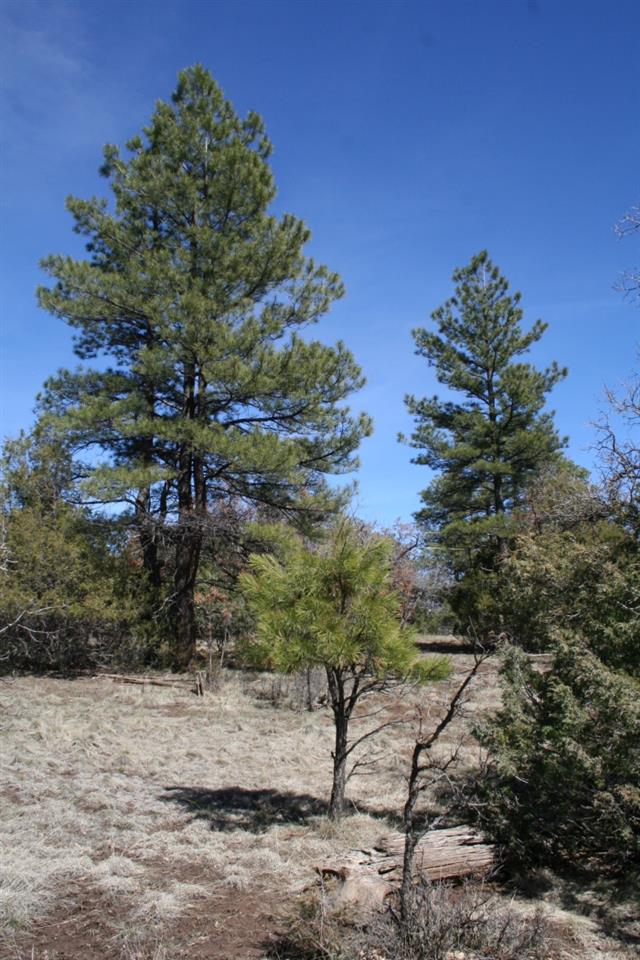 Lot 58 Lujan Drive Laguna Vista, Chama, NM 87520