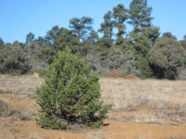 Tract 15 North, Camino Thomas, Rutheron, NM 87551