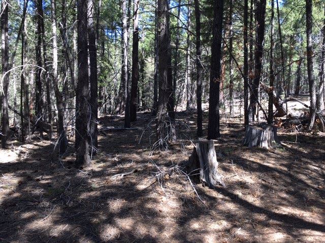 Sawyer Mesa NM Highway 63, Pecos, NM 87552