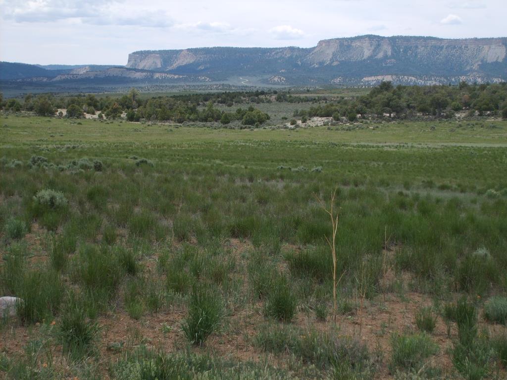 Lot 99, Unit 6. EL VADO S/D, Tierra Amarilla, NM 87575