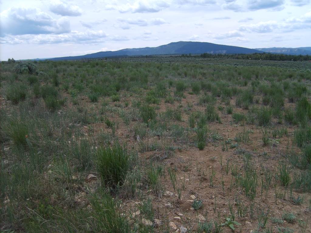 Lot 99, Unit 6. EL VADO S/D, Tierra Amarilla, NM 87575