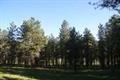 1323 Brazos Drive, Angel Fire, NM 87710