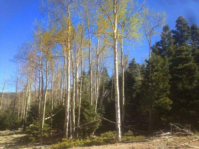 61 Dancing Bear, Angel Fire, NM 87710