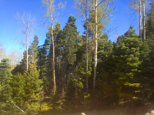 61 Dancing Bear, Angel Fire, NM 87710