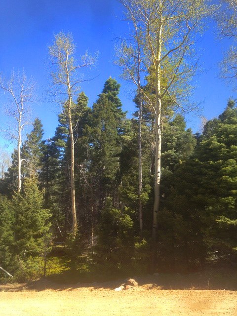 61 Dancing Bear, Angel Fire, NM 87710