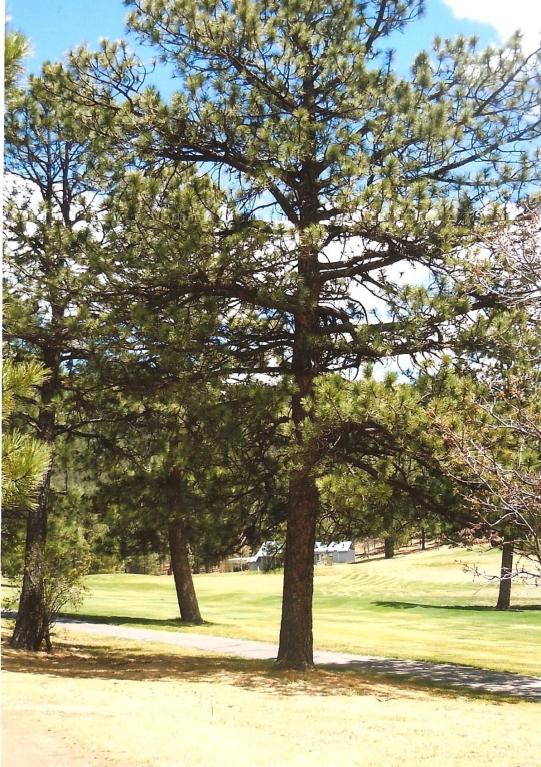 0 Calle Retiro, Rociada, NM 87742