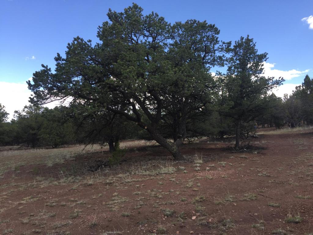 165 Homestead Trail, Datil, NM 87821