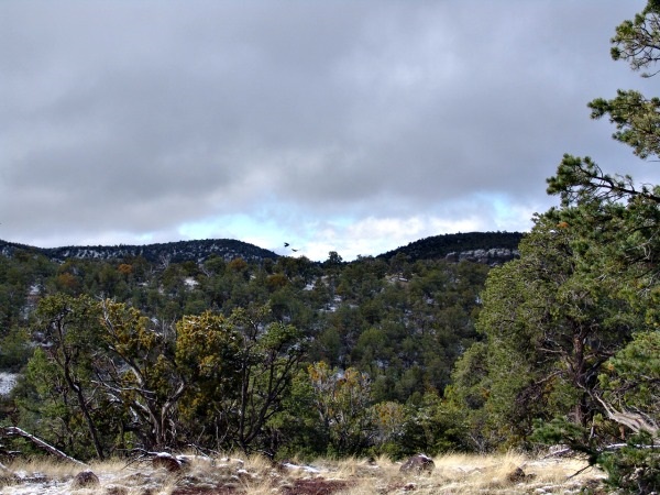 48 Bridger, Datil, NM 87821