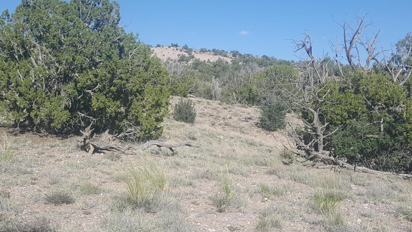 Lot 122 Abbe Springs, Magdalena, NM 87825