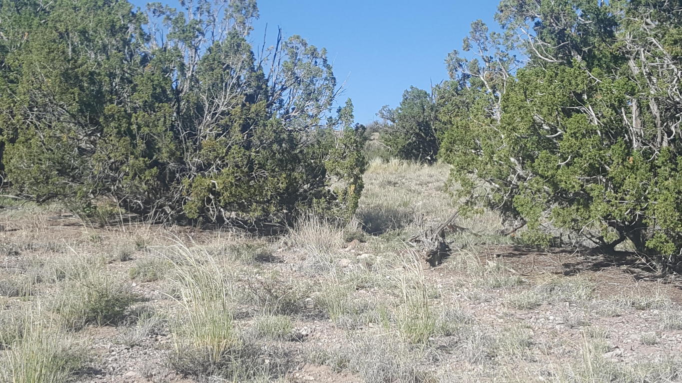 Lot 122 Abbe Springs, Magdalena, NM 87825